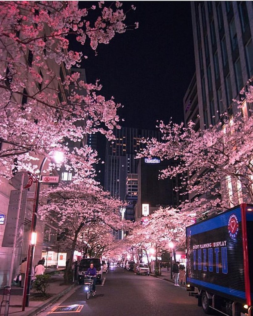 visa jepang : Sakura-Japan
