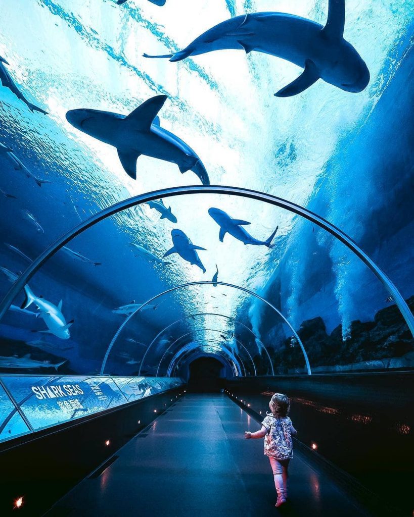 cara naik MRT Singapore: S.E.A. Aquarium 