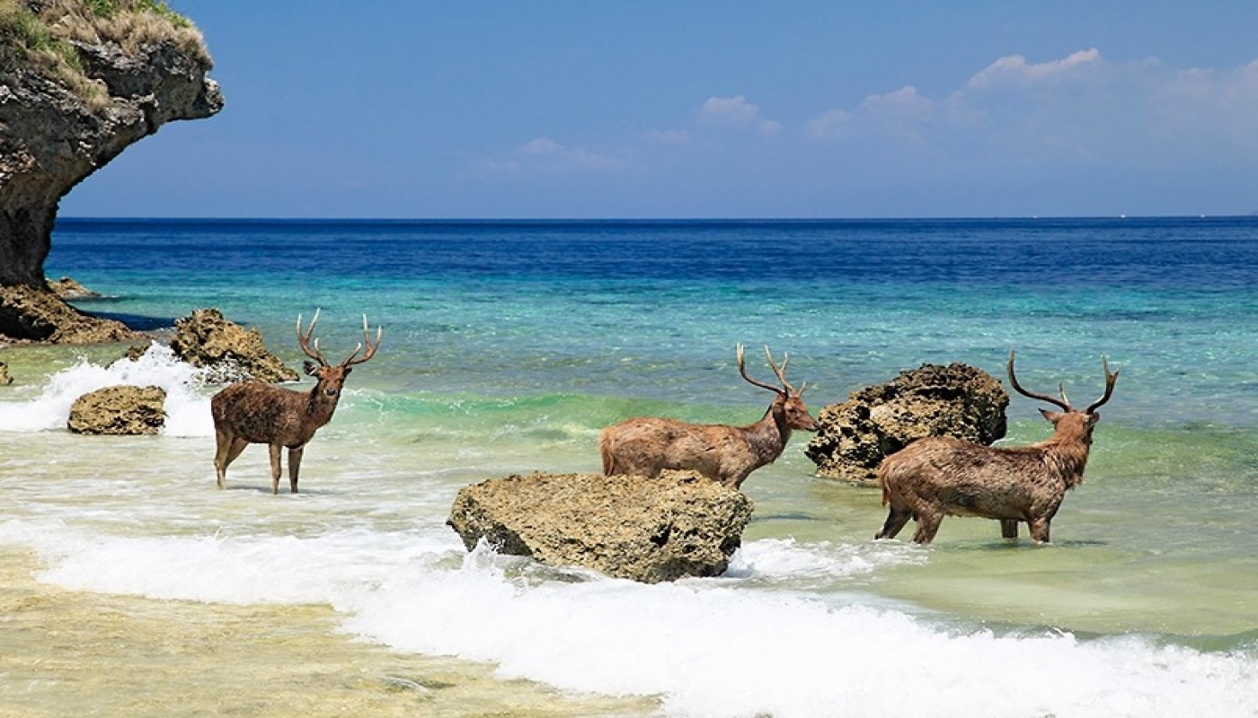 Surga Tersembunyi di Tempat Wisata di Bali Barat