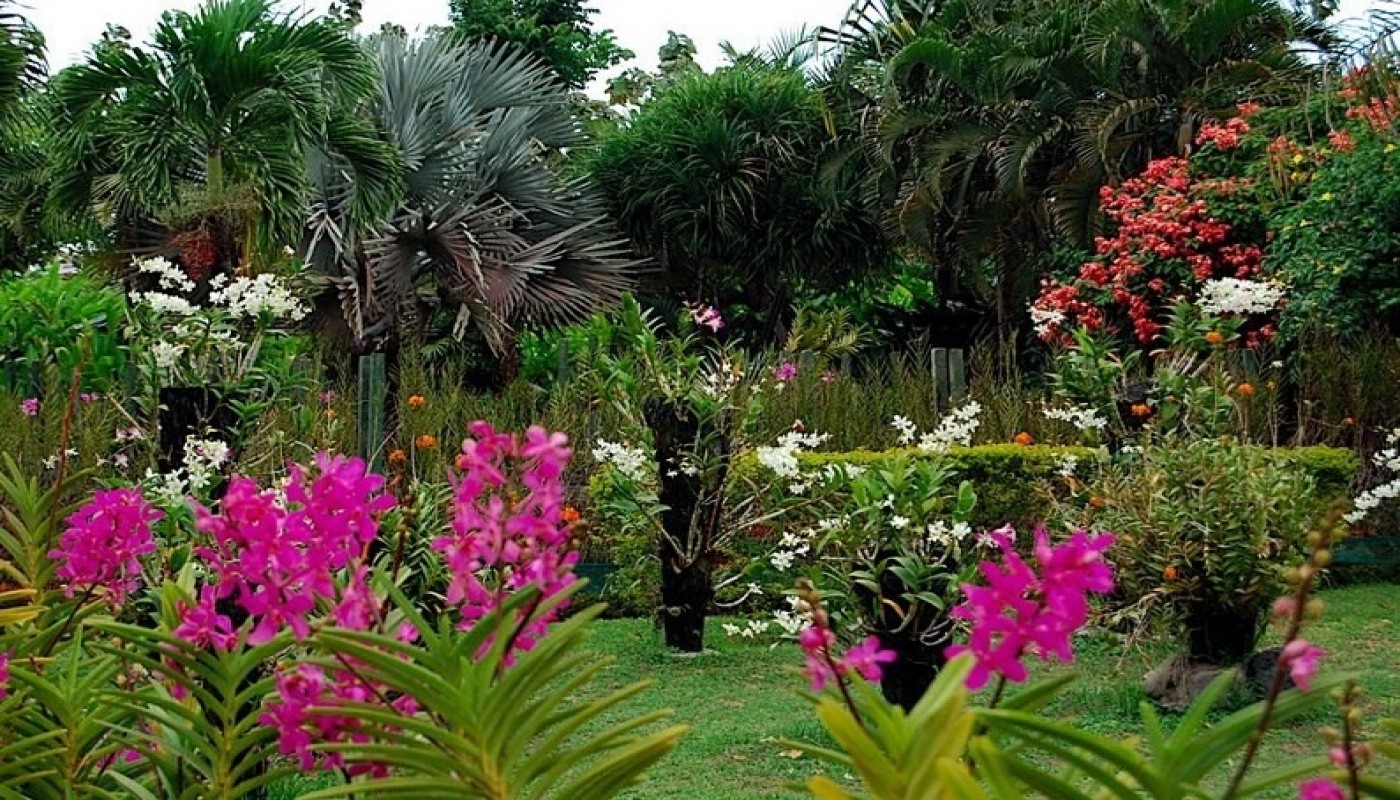 Цветы на бали. Парк орхидей Бали. Сад орхидей Бали. Сад орхидей (Bali Orchid Garden) Индонезия. Ботанический сад Бали.