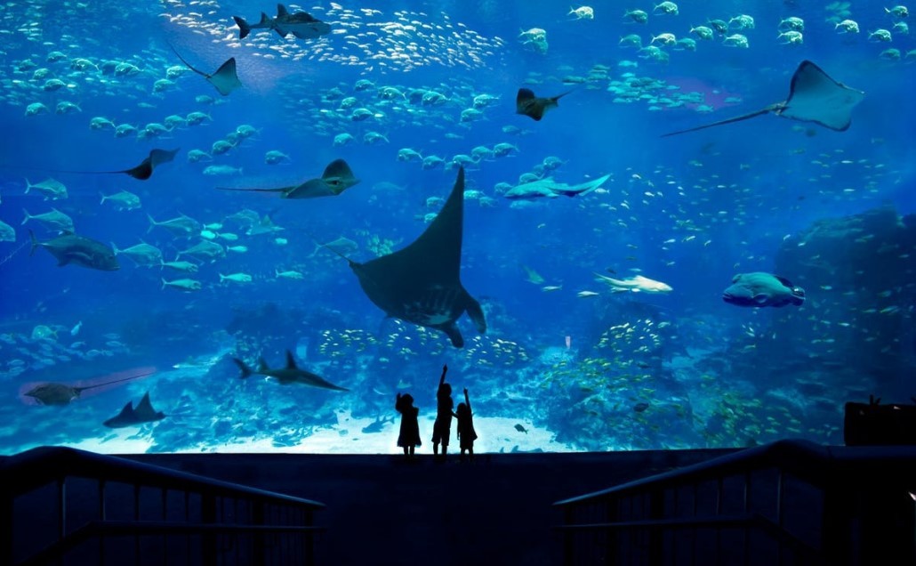 Sea Aquarium - Foto, Lokasi, Review, Rute & Fasilitas - Befree Tour
