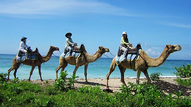 Bali Camel Safari Ride