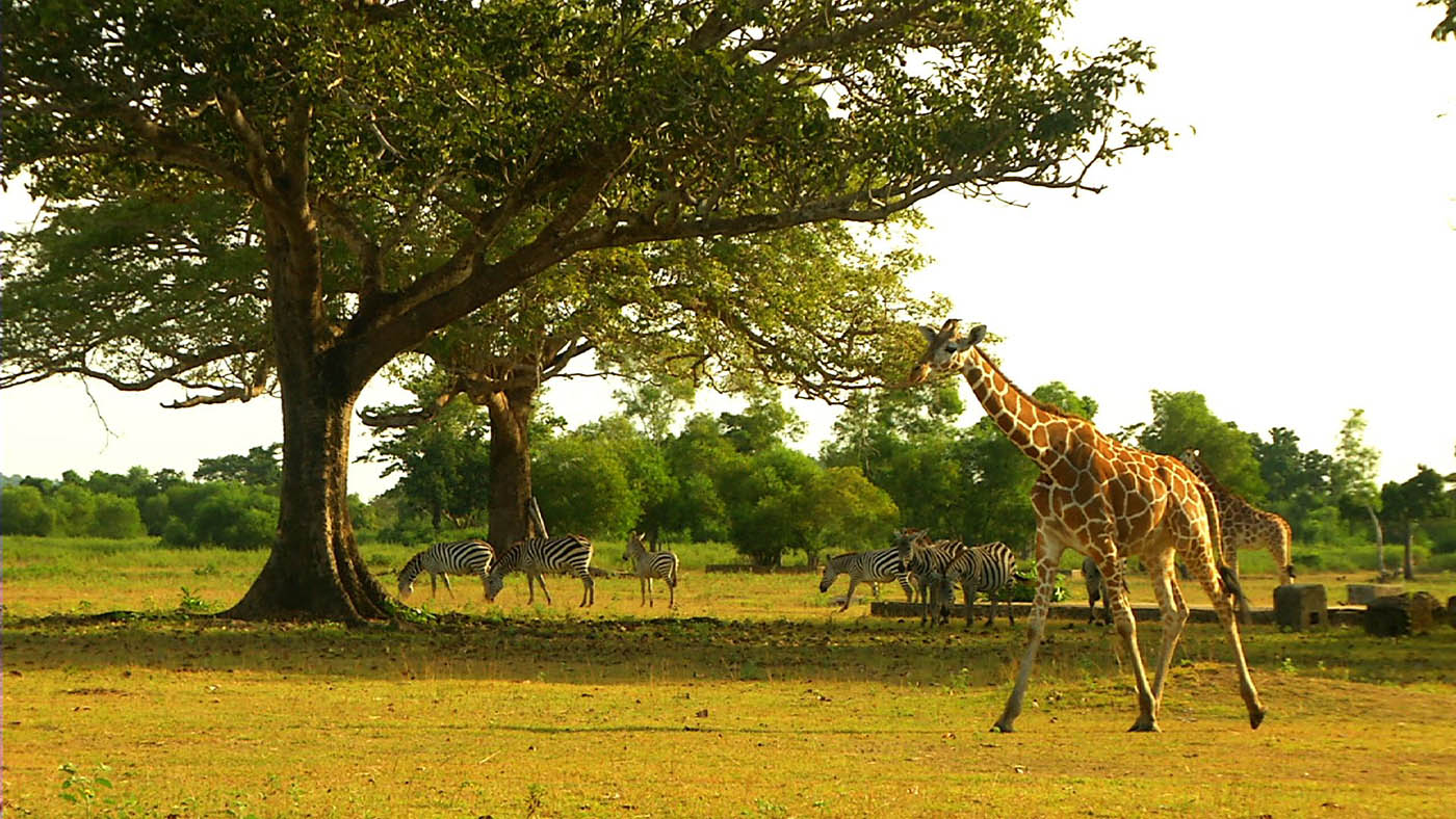 calauit safari tour