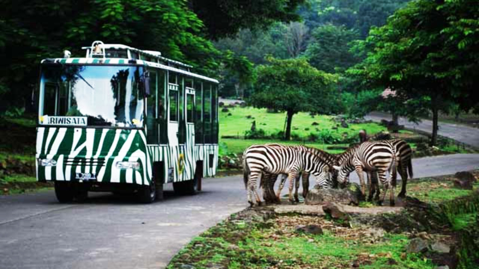 taman safari bogor rombongan