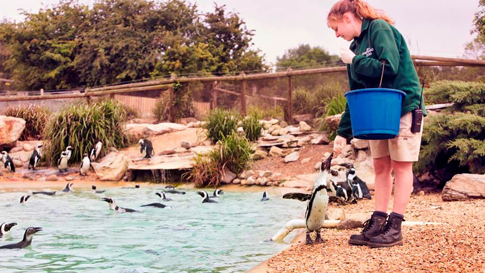 비프리투어 ZSL 런던 동물원 입장권