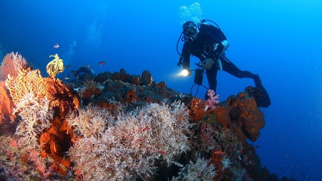 Bali Menjangan Island Scuba Diving Activity