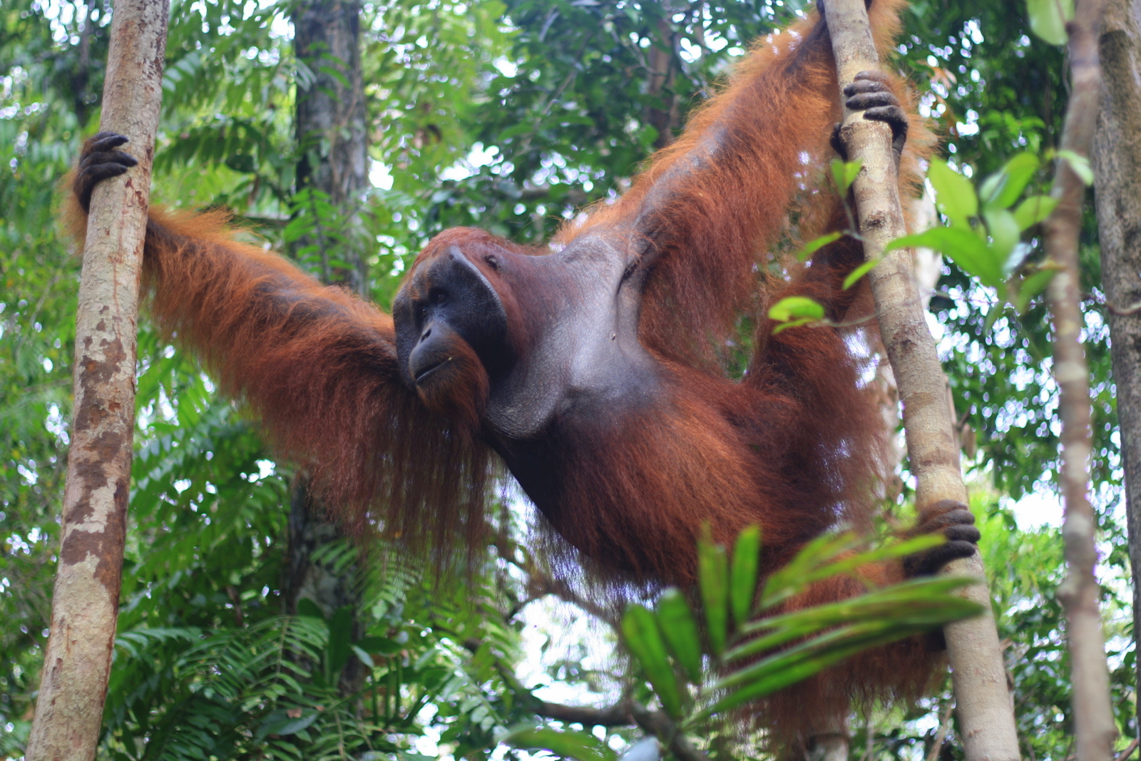 Ekspedisi Tanjung Puting: Menyelami Sanctuary Orangutan di Borneo