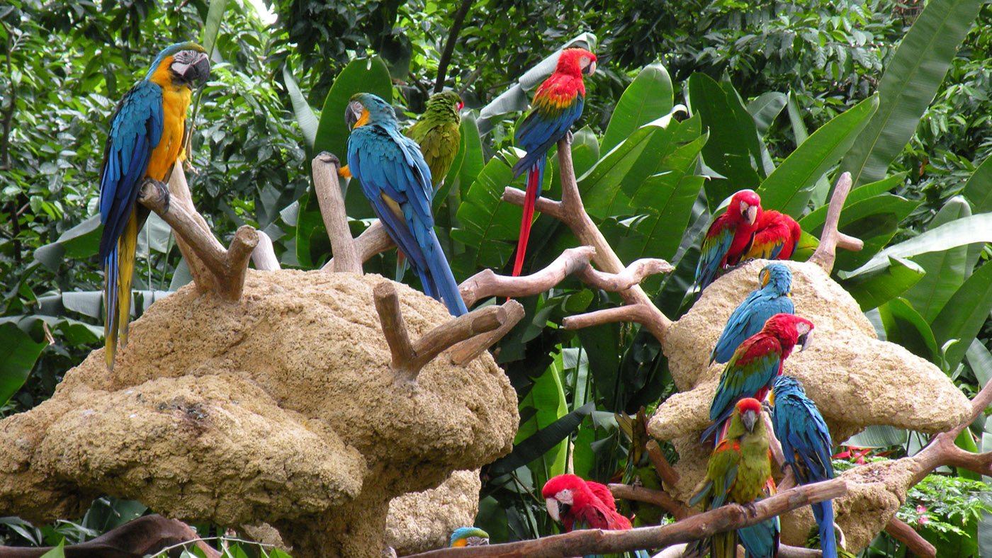 Jurong Bird Park Ticket