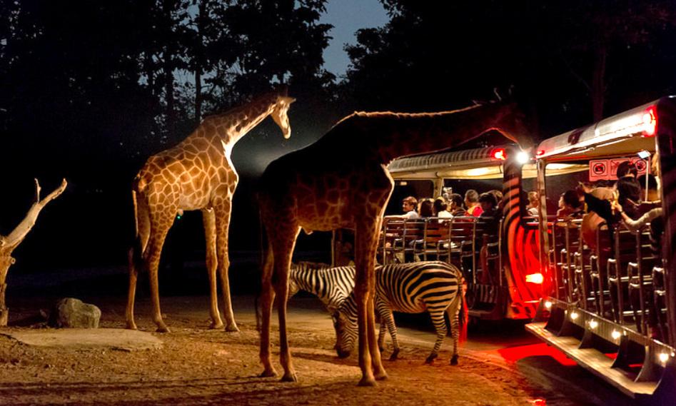 Singapore Night Safari - Open-dated Admission with English Tram Ride