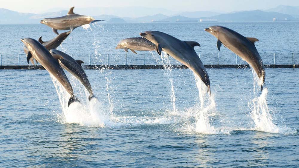 Subic Ocean Adventure Ticket Subic Ocean Adventure Ticket