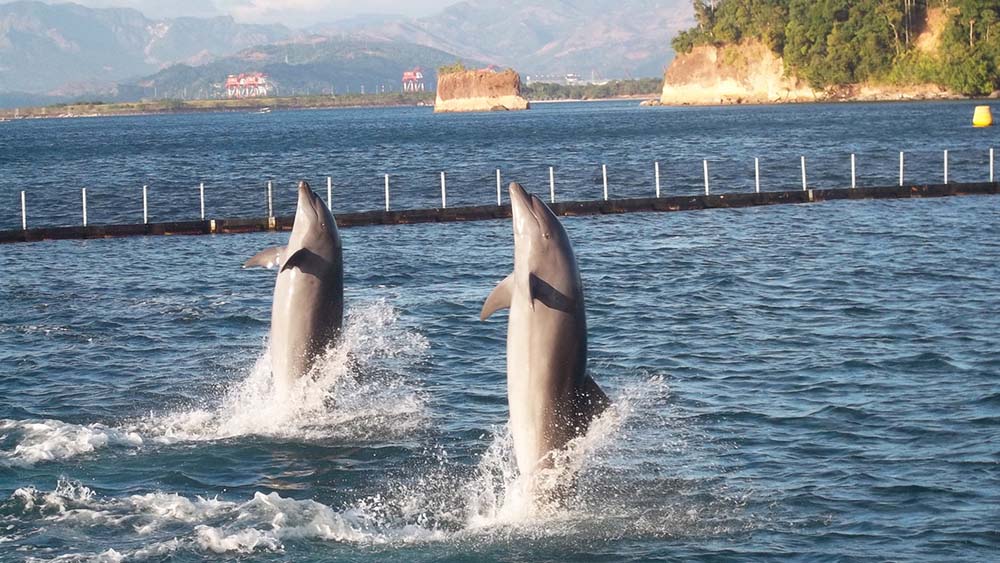 Subic Ocean Adventure Ticket Subic Ocean Adventure Ticket