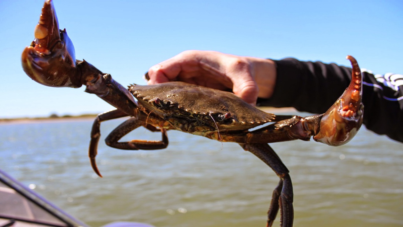 More videos for Catching A Crab »