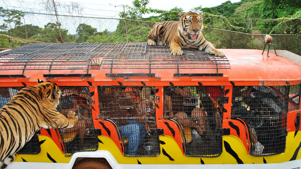 subic safari